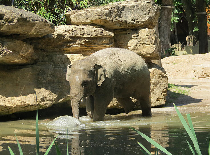 Seit dieser Woche wohnt der vier Jahre alte Elefant in Heidelberg.