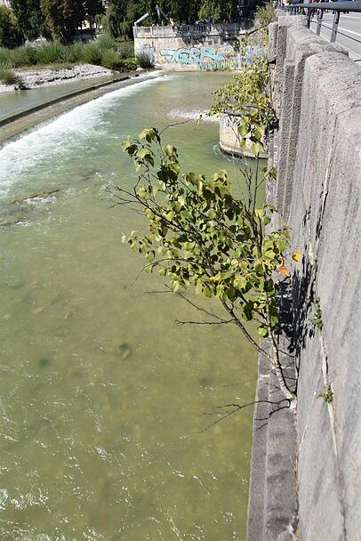An der Corneliusbrücke wachsen gleich mehre Pflanzen. An der Corneliusbrücke wachsen gleich mehre Pflanzen.