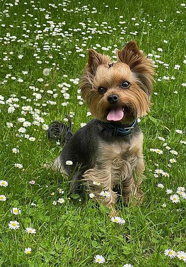 Charlie