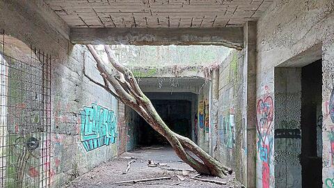 Baumstämme ragen durch die Gebäudereste von Fasan II ins Freie.