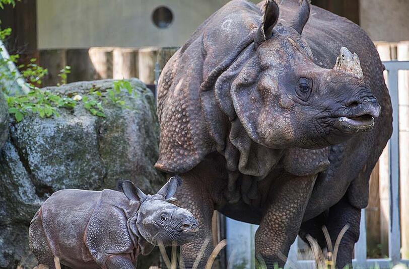 Das Nashorn-Baby aus dem Tierpark Hellabrunn heißt Puri.