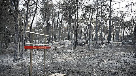 &Uuml;ber 2.000 Hektar Fl&uuml;che wurden durch den Brand im Wald von Fontainebleau bereits zerst&ouml;rt.