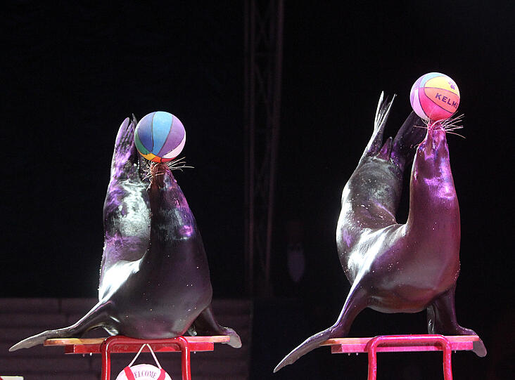 Die Bilder von der großen Circus-Krone-Premiere