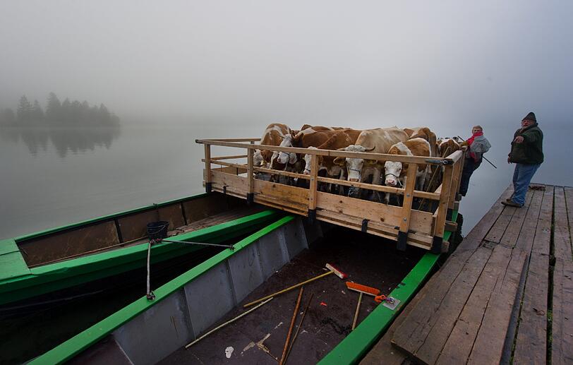 Schließlich sind aber alle Kühe verladen. Es geht über den Königssee zurück in die heimischen Ställe.