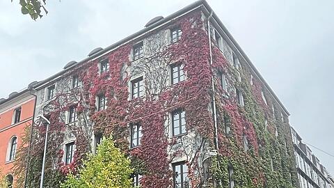 Dicht mit Wildem Wein bewachsen ist diese Fassade an der Utzschneiderstraße. Die Pflanzen brauchen dabei am Boden kaum Platz.