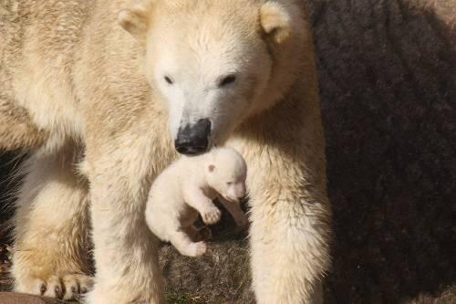 Eisbärin Vera trägt ihr Kind Flocke durchs Gehege. Ein Geschwisterchen des Tiergarten-Stars ist jetzt gestorben.