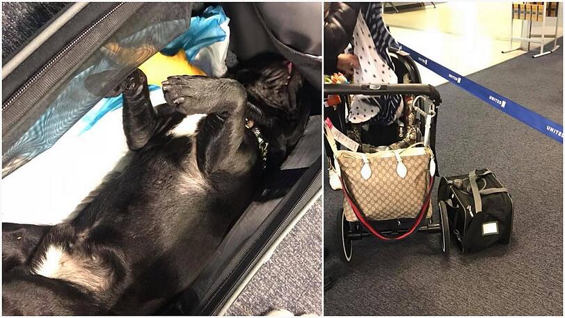 Die zehn Monate alte Bulldogge erstickte im Handgepäckfach einer United-Airlines-Maschine.