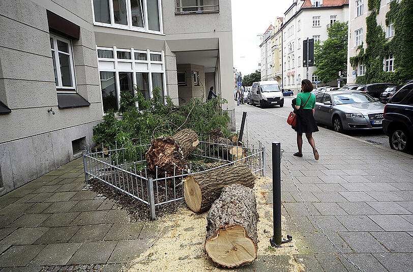 Dieser Baum vor dem Haus Clemensstraße 1 wurde entwurzelt und beschädigte Autos.