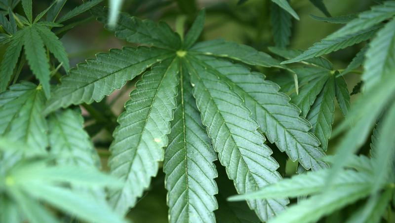 Eine Cannabispflanze: In Bogenhausen hat die Polizei am Freitag eine Marihuana-Plantage gefunden. (Symbolbild)