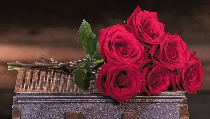Beim "Bachelor" werden bald wieder Rosen verteilt.