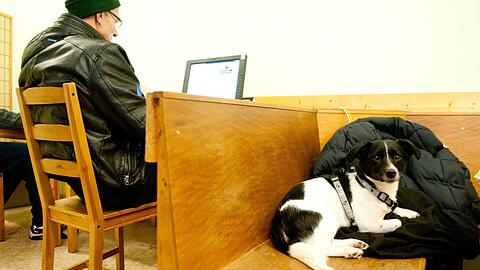 Hunde sollen künftig auch in das neue Obdachlosenheim in Freiham dürfen. (Symbolbild)