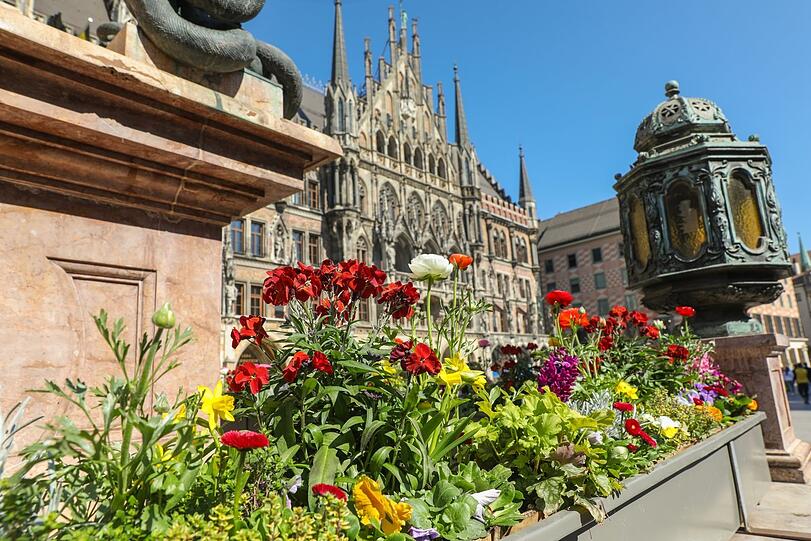 Ranunkeln, Osterglocken, Bellis und mehr: Zu Füßen der Mariensäule leuchten bunte Frühlingsblüher.