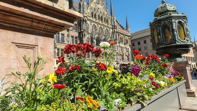Ranunkeln, Osterglocken, Bellis und mehr: Zu Füßen der Mariensäule leuchten bunte Frühlingsblüher. Ranunkeln, Osterglocken, Bellis und mehr: Zu Füßen der Mariensäule leuchten bunte Frühlingsblüher.