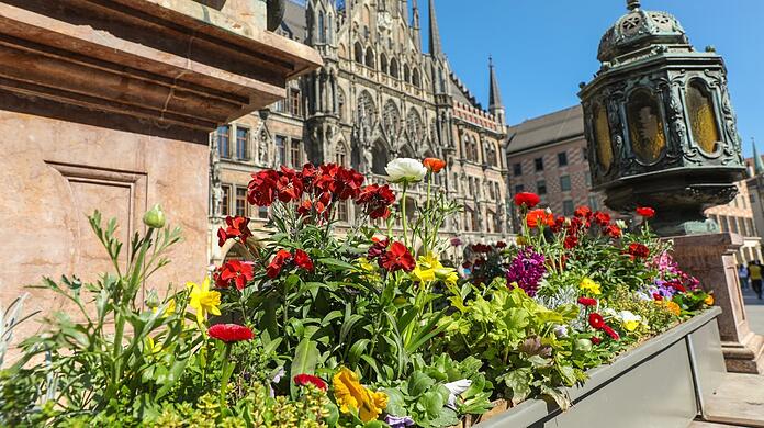 Ranunkeln, Osterglocken, Bellis und mehr: Zu Füßen der Mariensäule leuchten bunte Frühlingsblüher.