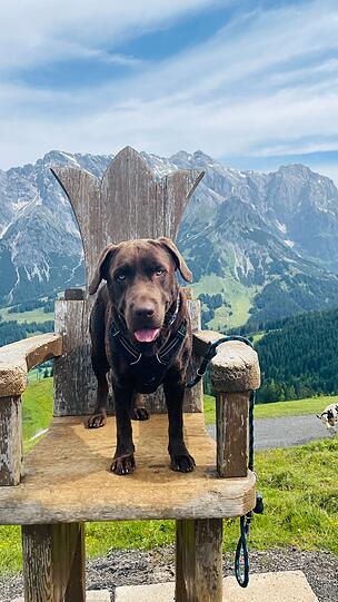 Ludwig, unser brauner Labradorrüde, ist mehr als ein Hund – er ist unser König. Mit stolzer Haltung, loyalem Herzen und edlem Wesen regiert er unser Leben. Würdevoll, gerecht und liebevoll – Ludwig, der Erste seines Namens, ist unser bester Freund und treuester Gefährte.
