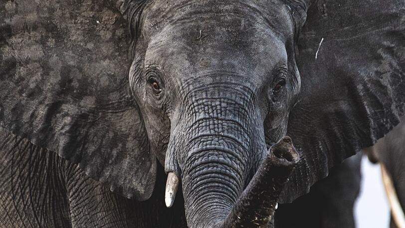 Ein Anblick, der Emotionen auslöst: ein Elefant in fast schon greifbarer Nähe.
