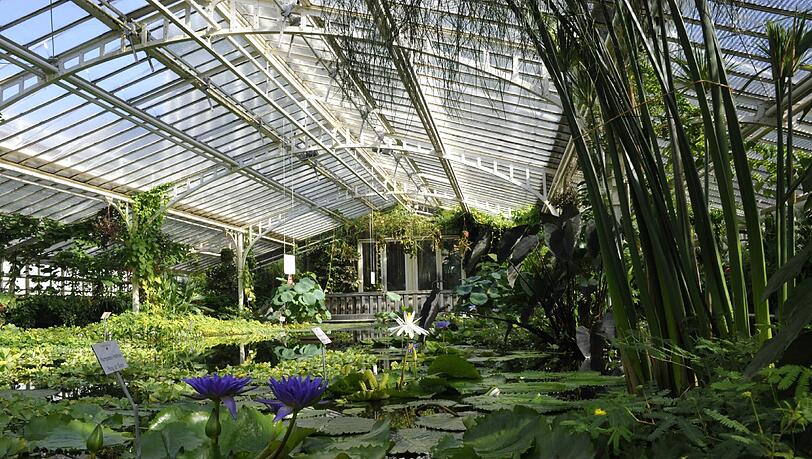 Um Pflanzen und Wasser dreht sich eine Führung im Botanischen Garten. Um Pflanzen und Wasser dreht sich eine Führung im Botanischen Garten.