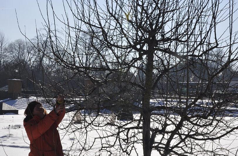 Gewächse wie dieser Zierapfelbaum brauchen einen Beschnitt - der sollte aber richtig sein und zur richtigen Zeit kommen.
