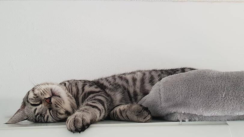 4. Platz: Kater Spiky hat es schlummernd unter die Gewinner geschafft. "Eine Katze mit der Tugend der Bescheidenheit", attestiert ihm Christian Ude. "Fast nur ein graues Band. Aber dieser Charakter! Man muss ihn streicheln." AZ-Vize Thomas Müller meint: "Dieses Foto zeigt eindrücklich, warum Katzen kein Yoga brauchen – sie können auch so einfach perfekt entspannen. Beneidenswert, oder?"