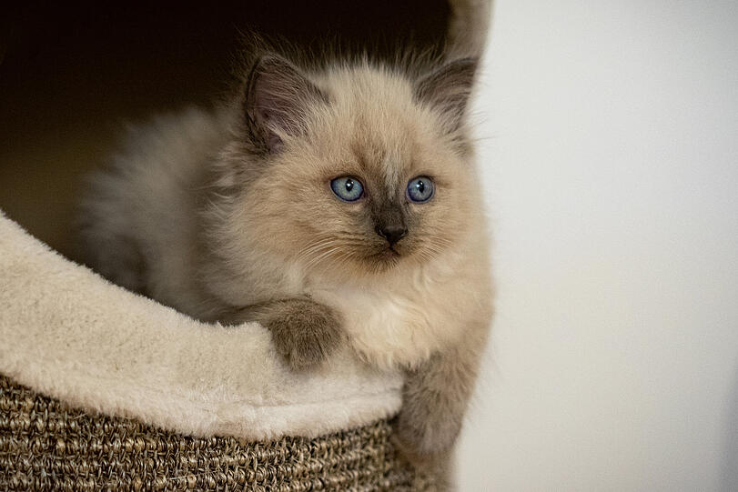 Michel