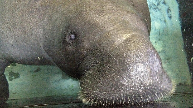"Snooty" war die älteste Seekuh der Welt - nun ist sie im Alter von 69 Jahren in einem Aquarium in Florida gestorben.