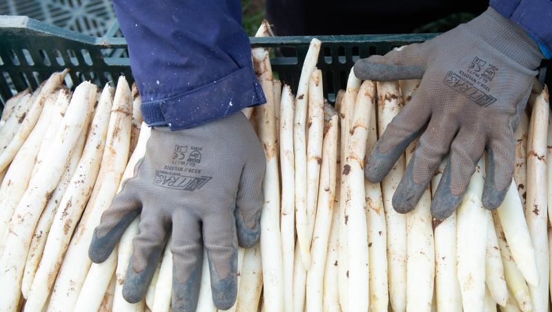 Ein Erntehelfer legt auf einem Spargelfeld frisch gestochenen Spargel in eine Kiste.