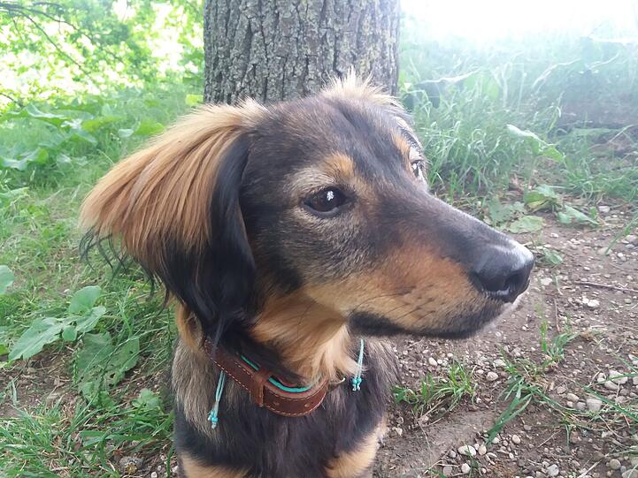 Linus