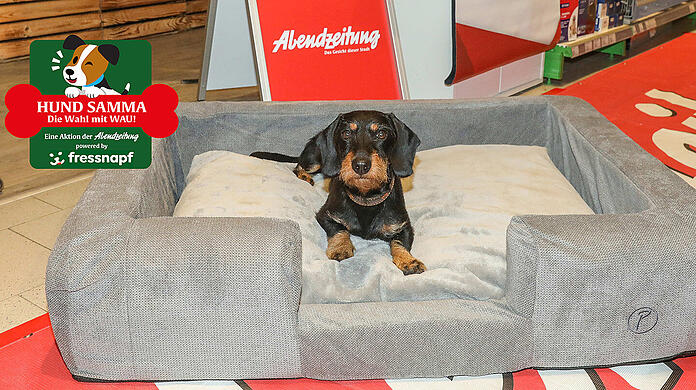 Gewinner Snoopy hat schon mal auf seinem neuen Petlando Malmö Orhtobett mit orthopädischer Liegefläche Platz genommen.