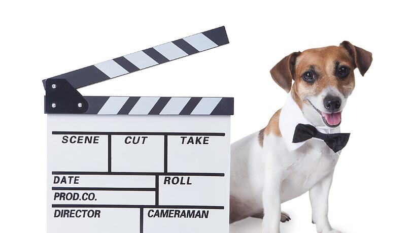 Jeder Hund kann beim Casting mitmachen. Jeder Hund kann beim Casting mitmachen.