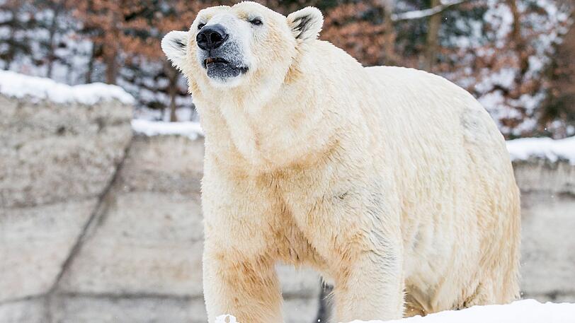 Yoghi wurde am 29. November 1999 im italienischen Pistoia geboren und zog 2010 in den Tierpark Hellabrunn, um Giovanna Gesellschaft zu leisten.