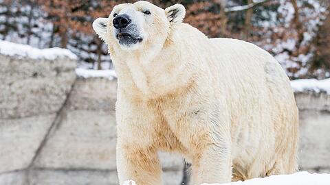 Yoghi wurde am 29. November 1999 im italienischen Pistoia geboren und zog 2010 in den Tierpark Hellabrunn, um Giovanna Gesellschaft zu leisten.