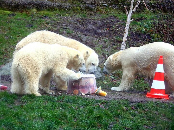 Zwei Jahre lang waren die Eisbären-Zwillinge der Publikumsmagnet im Tierpark. Hier einige Archivbilder.