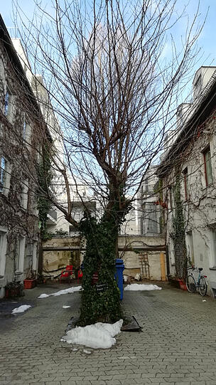 Auch dieser Baum muss dem neuen Luxusanwesen weichen.