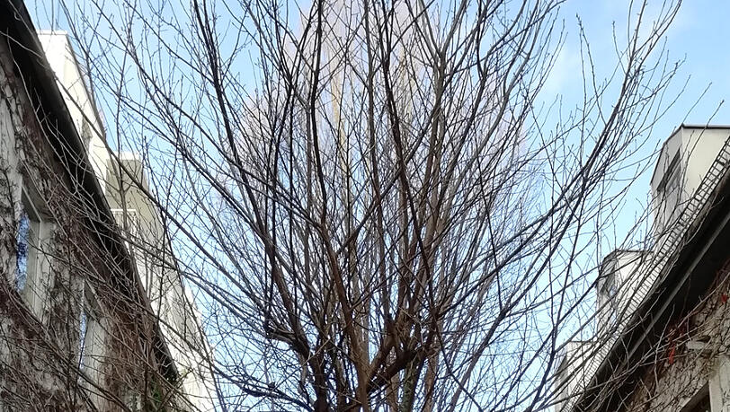 Auch dieser Baum muss dem neuen Luxusanwesen weichen. Auch dieser Baum muss dem neuen Luxusanwesen weichen.