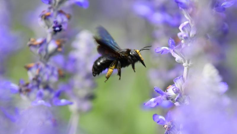 Eine Wildbiene sucht an Blüten nach Nektar. Foto: Uwe Anspach/dpa/Symbolbild Eine Wildbiene sucht an Blüten nach Nektar. Foto: Uwe Anspach/dpa/Symbolbild
