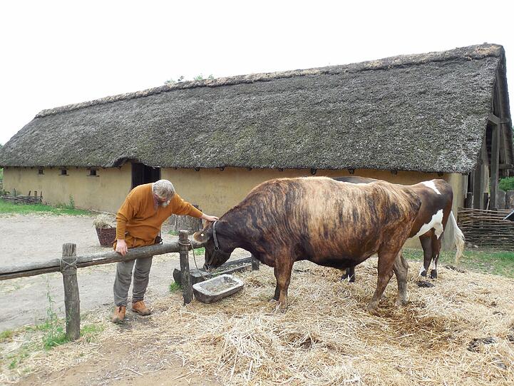 Wikinger und Landwirt Dan Hansen mit seinen isländischen Rindern.