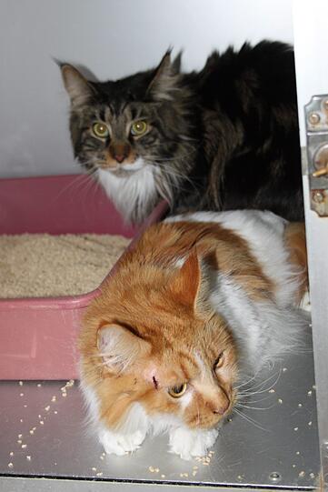 Das Katzen-Paar erholt sich jetzt im Tierheim. Dort bittet man um Hinweise nach den Besitzern.