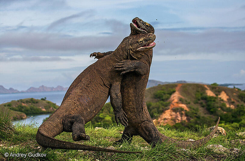 "Komodo-Judo" hat der Russe Andrey Gudkov dieses Bild genannt: Männliche Warane, beide über zwei Meter lang, haben sich zum Kampf aufgerichtet. Der Künstler musste schnell sein: Das Ringen der Riesen-Echsen dauerte nur Sekunden.