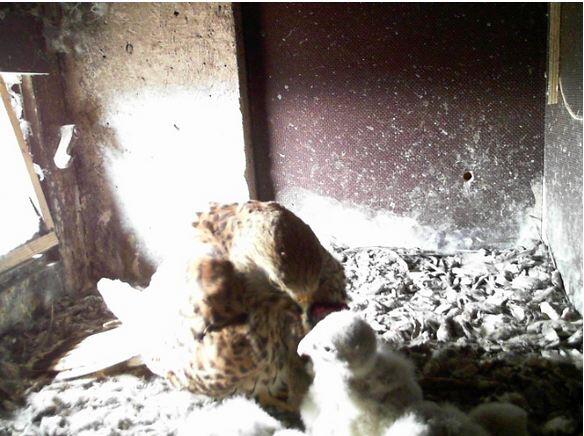 Dank Webcam kann jeder live im Falken-Horst dabei sein.