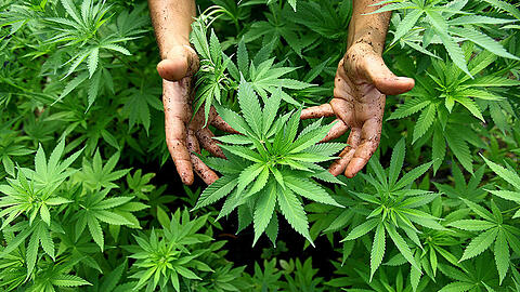Zukünftig soll es für Menschen ohne therapeutische Alternativen Cannabis an der Apotheke geben.