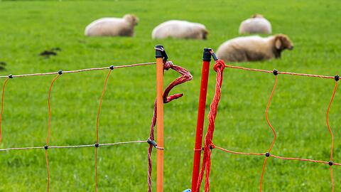Ein Zaun soll Schafe vor dem Wolf sch&uuml;tzen. (Archivbild)