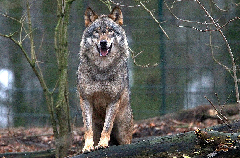 Der Wolf riss zwei Schafe im Münchner Osten. Der Verdacht wurde durch eine Speichelanalyse bestätigt. (Archivbild)
