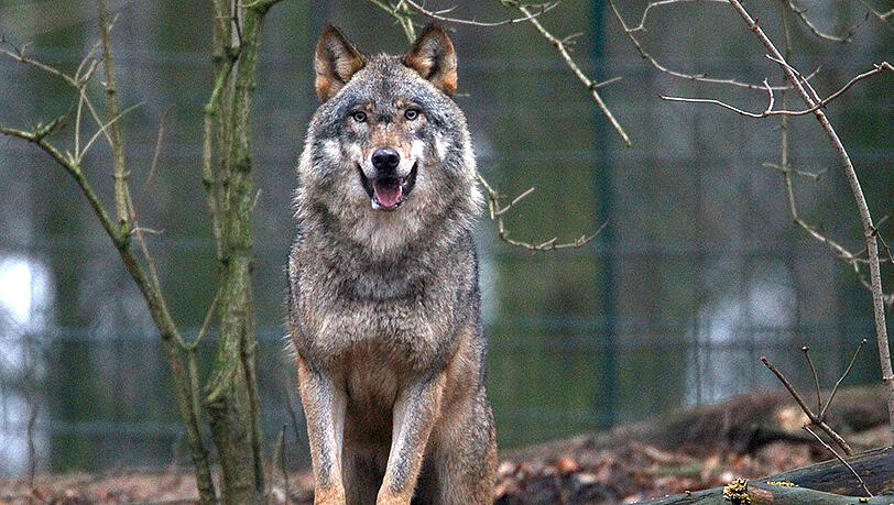 Der Wolf riss zwei Schafe im Münchner Osten. Der Verdacht wurde durch eine Speichelanalyse bestätigt. (Archivbild) Der Wolf riss zwei Schafe im Münchner Osten. Der Verdacht wurde durch eine Speichelanalyse bestätigt. (Archivbild)