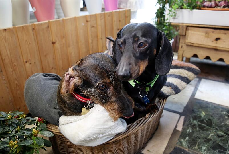 Keine Puppen: Die beiden Zamperl haben ihren festen Platz im Blumenladen.
