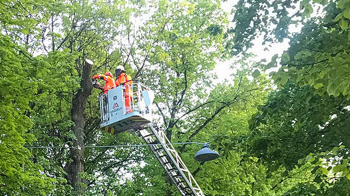 Der Baum in der Südlichen Auffahrtsallee war nicht mehr zu retten.