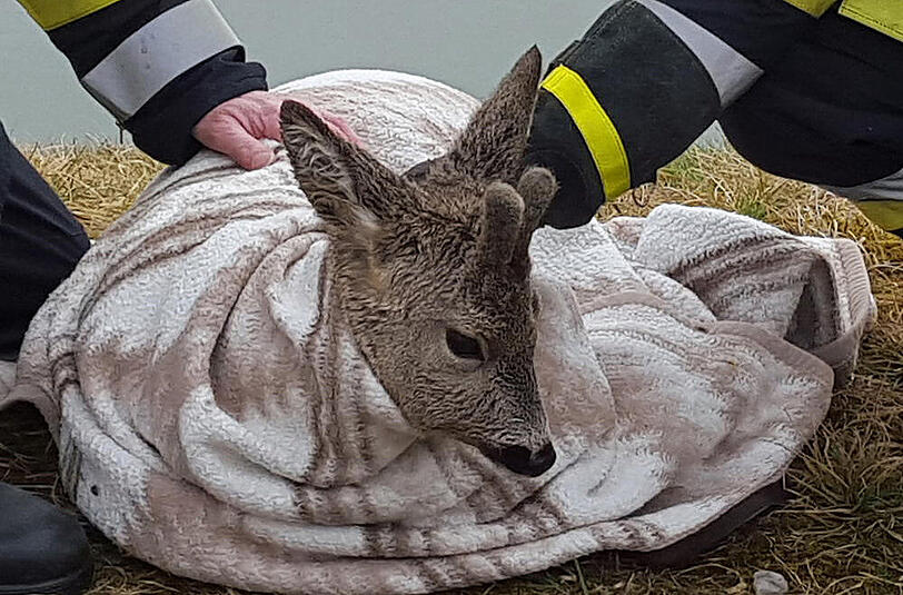 Bei Waldkraiburg wurde ein Reh aus dem Innkanal gerettet.