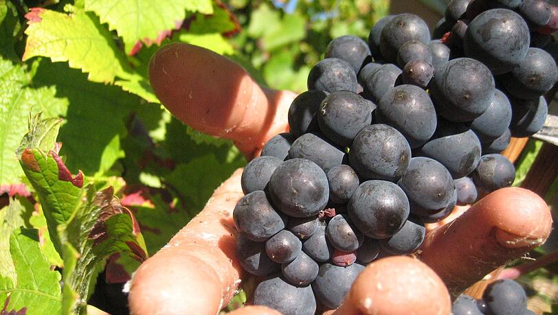 Die Weinlese in der Champagne ist Handarbeit. (Archivbild)