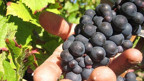 Die Weinlese in der Champagne ist Handarbeit. (Archivbild)