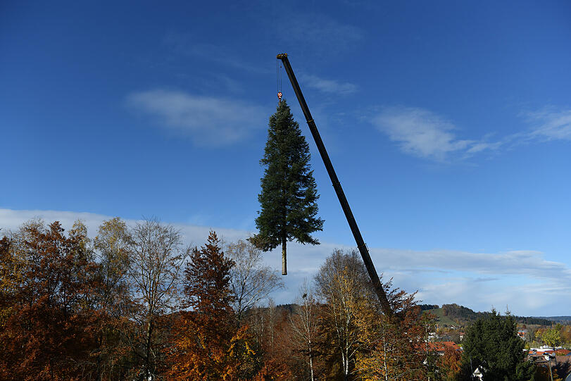 Hier hängt Münchens neuer Christbaum am Kran.