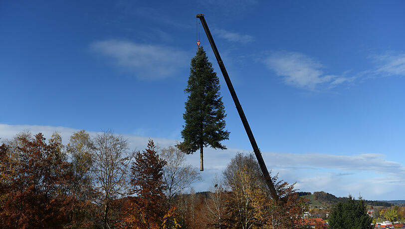 Hier hängt Münchens neuer Christbaum am Kran. Hier hängt Münchens neuer Christbaum am Kran.